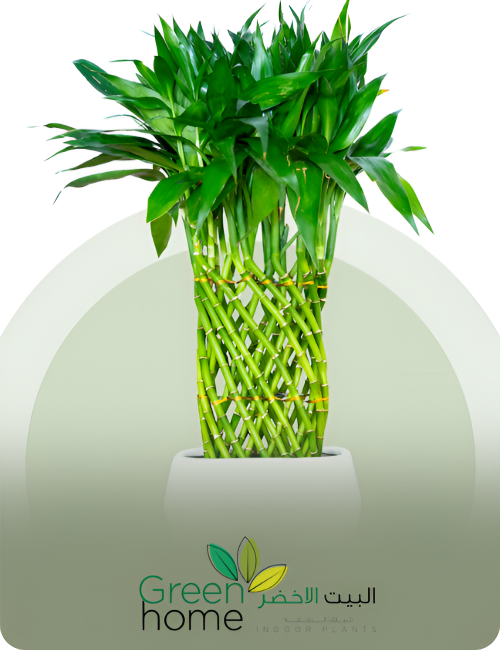 Untitled design (19) (1)